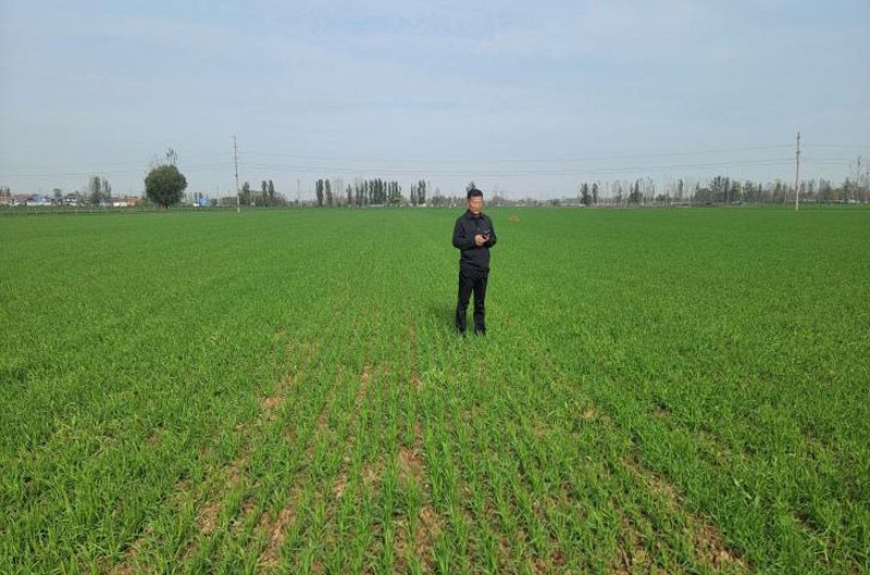 奥龙高性能小麦播种机播种效果获用户点赞