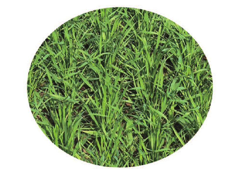 高性能开垦旋耕施肥谷物条播机