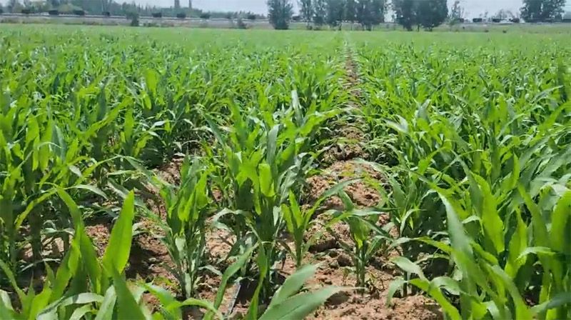 奥龙高产新模式播种玉米长势良好